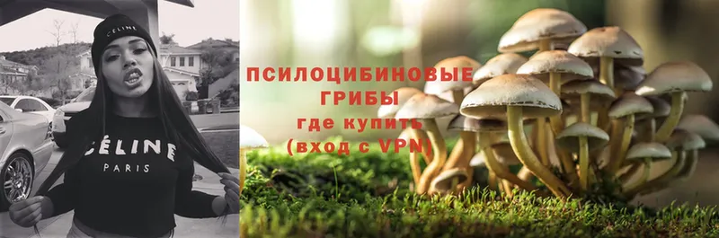 Псилоцибиновые грибы Psilocybe  как найти закладки  Заволжск 